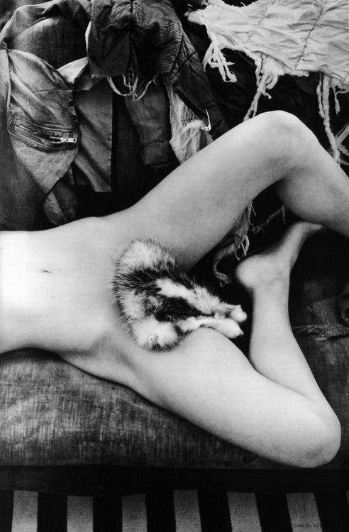 badger_.jpg (117 KB)