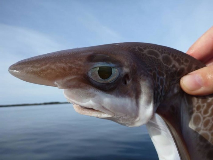condescension_fish.jpg (51 KB)