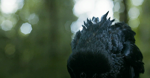 three-eyed-raven.gif