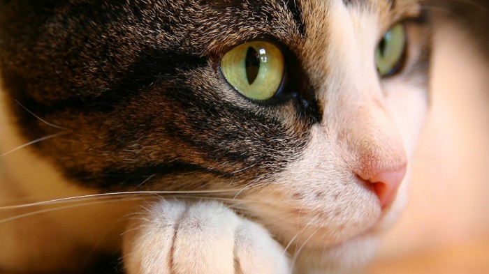 cat-eyes.jpg (605 KB)