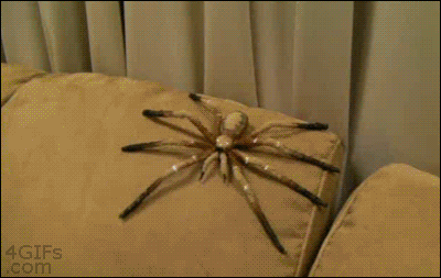spider-prank.gif (1 MB)