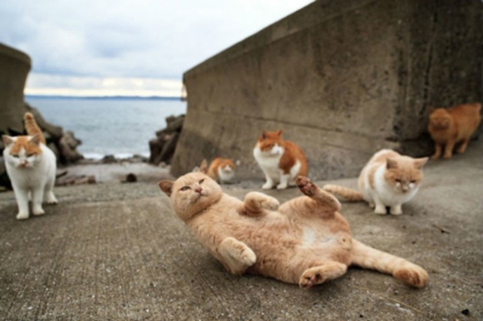 1-tashirojima-cat-island-relax.jpg (61 KB)