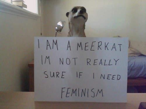 meerkat_feminism.jpg (20 KB)