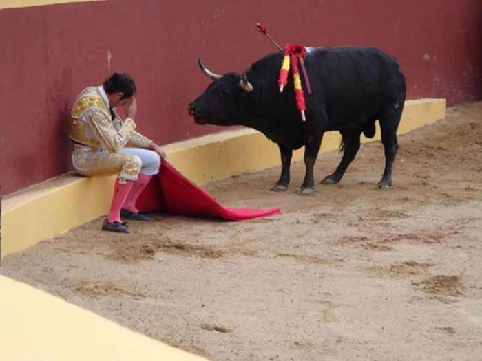 remorse_bull.jpg (41 KB)