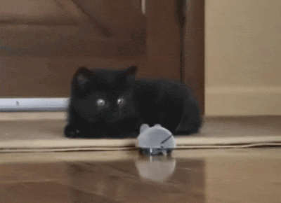 flinchkitten.gif (987 KB)