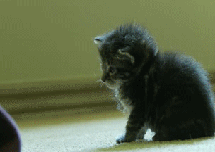 cat-awsumgif-gif-1-7.gif (1 MB)