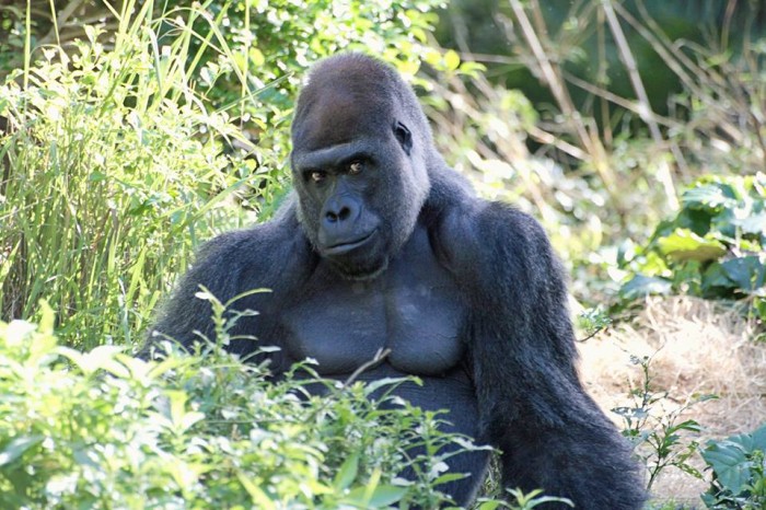 come_rustle_my_jimmies.jpg (120 KB)