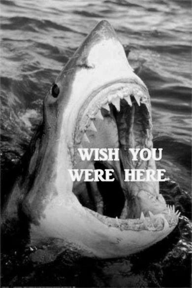 sharkwish.jpg (31 KB)