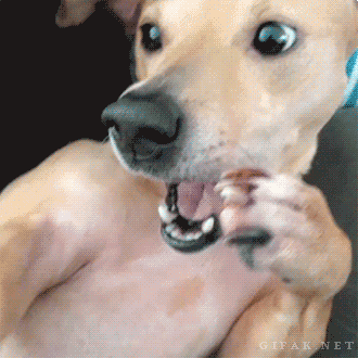 Dogs-Caught-Mid-Sneeze-005-01262014.gif (2 MB)
