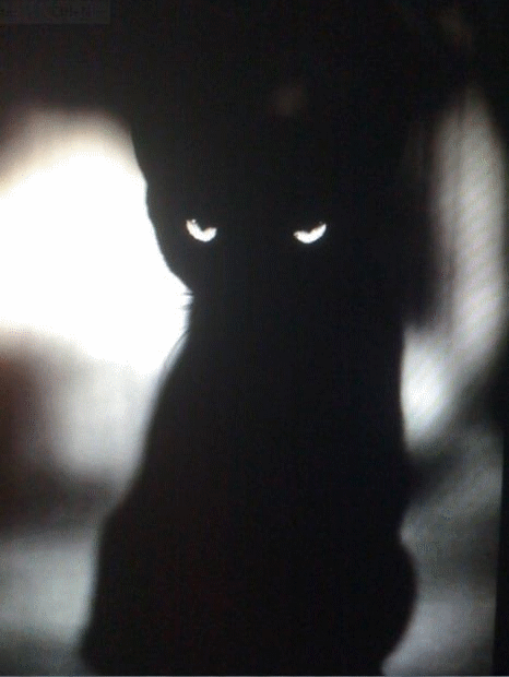 blakkat.gif (158 KB)