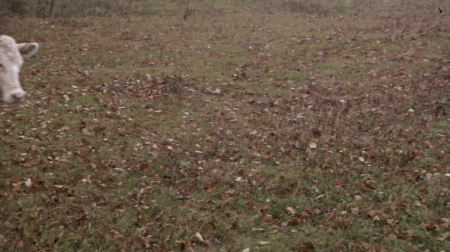 cow-h3B080139.gif (3 MB)