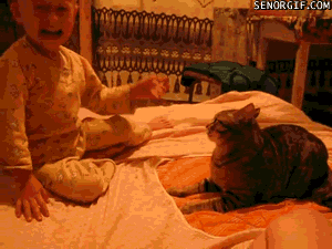 cat-daily-wtf-034-11112013.gif (1 MB)