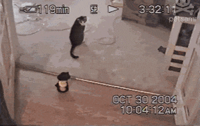 cat-daily-wtf-035-11302013.gif (1 MB)