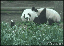 Panda.gif (498 KB)