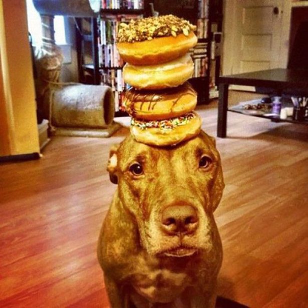 dog-funny-animals-025-12082013.jpg (121 KB)