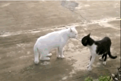 Cat-Fight.gif (7 MB)