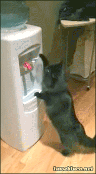cat-h19D98582.gif (1 MB)