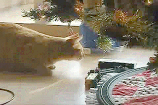 cat-hBE533855.gif (6 MB)