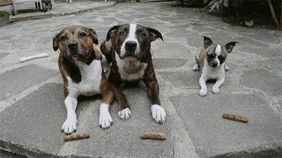 aa3f2414d0e4e11f5391cf943e918fa3.gif (1 MB)