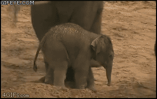 Elephany-023.gif (2 MB)