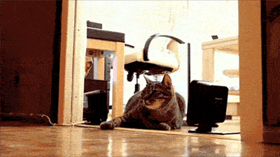 cat-helicopter.gif (2 MB)