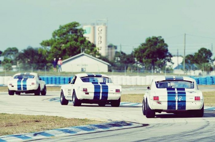 Shelby-002.jpg (46 KB)