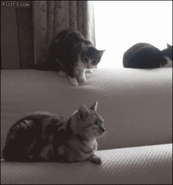 cat-jerk-gif-1-3.gif (1023 KB)