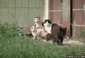 cat-jerk-gif-2-2.gif (1 MB)