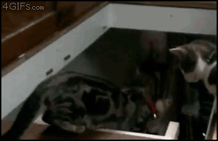 cat-jerk-gif-5-2.gif (1017 KB)