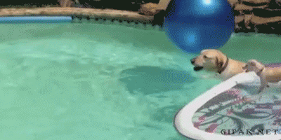 DOG-afternoon-break-034-12192013.gif (1 MB)