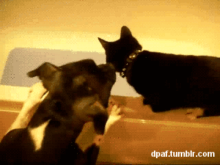 dog-afternoon-break-016-11072013.gif (865 KB)