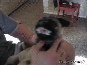 dog-afternoon-break-027-04012014.gif (1 MB)
