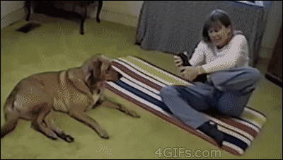 dog-awsumgif-gif-1-3.gif (1 MB)