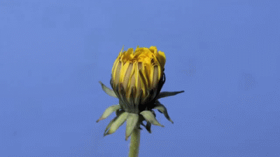 anigif_enhanced-buzz-19827-1414081402-14.gif (3 MB)