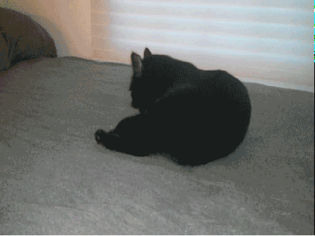 cat332.gif (844 KB)