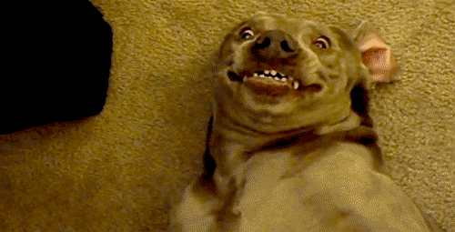 dog-grin.gif (495 KB)