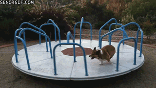 dog-h5D91E4DE.gif (1 MB)