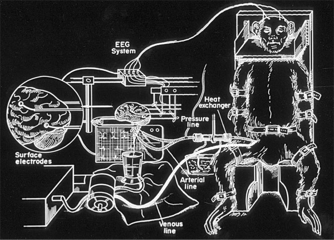 monkeybrain.jpg (90 KB)