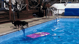 dog-download.gif (1 MB)