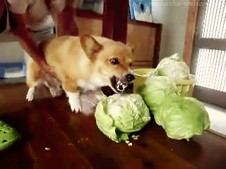 dog-f7c3139ed691c15d6f36ca97410a7d5d.gif (774 KB)