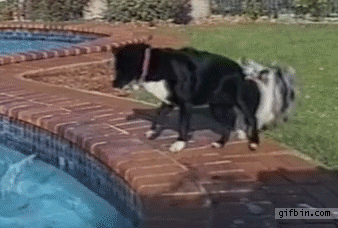 dog-funny-gifs-003-10162014.gif (4 MB)