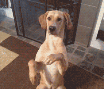 dog-h84DAA45B.gif (2 MB)