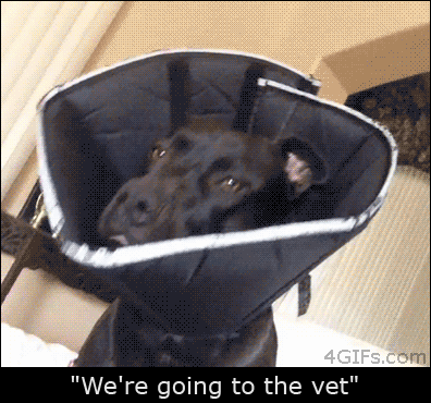 dog-internet-034-11142013.gif (1 MB)