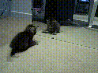 cat-animal-reflections-006-03262015.gif (3 MB)