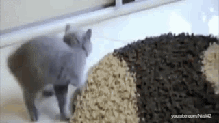 cat-animal-reflections-020-03262015.gif (2 MB)
