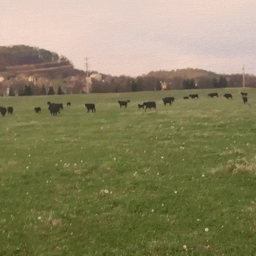 friday-006-05292015.gif (3 MB)