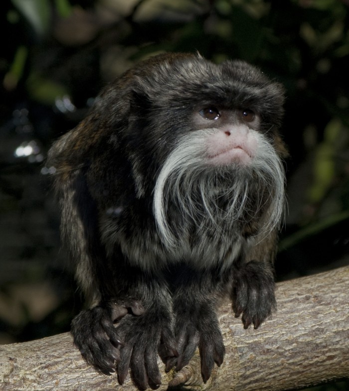 wikimedia-emperor-tamarin-monkey-at-belfast-zoo-2c-laurence-m-king.jpg (1 MB)