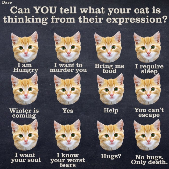 catthinking.jpg (171 KB)