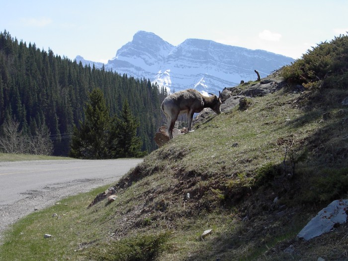 Mountain-Sheep-1.JPG (1 MB)