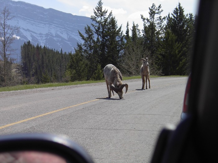 Mountain-Sheep-on-road.JPG (1 MB)